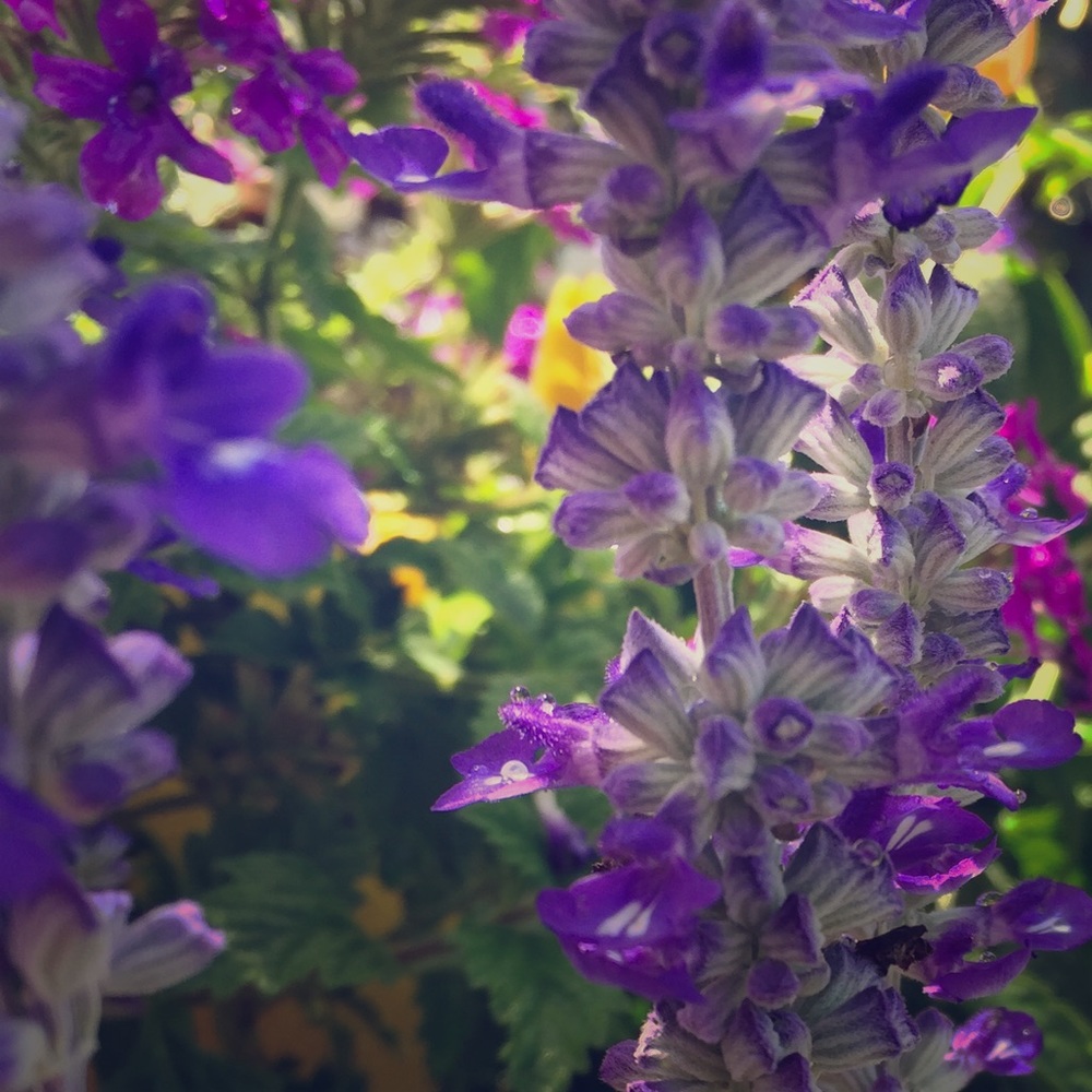 Meet your Posher, Kate